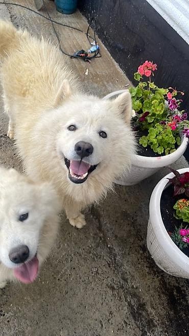 samoyed iti: Samoyed — 7