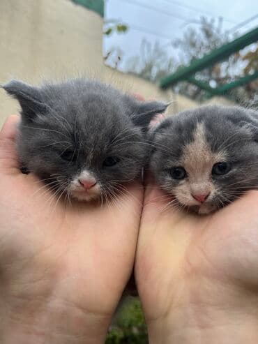 şirin pişik: Şotland — 3