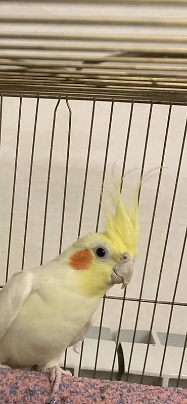 Korella lutilla. 7 ayliqdi.Iki Uç soz deyir. Erkeydi. Oynayan quwdur