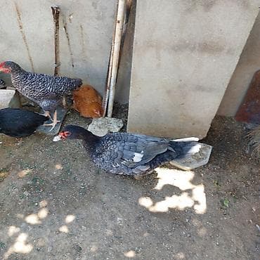 balaca sirin itler: Təmiz Qan Orginal Macar sortu 6 Aylıq Fərədi tam sağlam aktiv Fərədi — 5