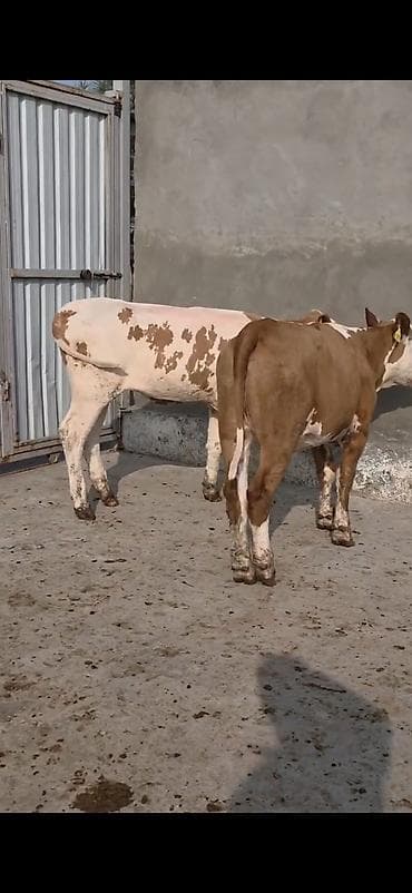 Кошки: Simental xanlar 2 eded dişi 4 ayı keçiblər damazlıq heyvandarlıq üçün — 1