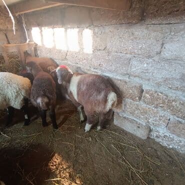 Salam hervaxdız xeyir saxlamlıq quzularm cxdı satqa isdiyen elaqe — 21