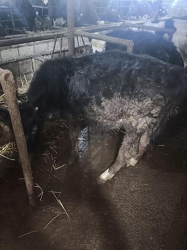 qala cinsi qoyun: Salam Yarım cins Danadı 6 aylıqdı Heç bir problemi yoxdu Sağlam — 3