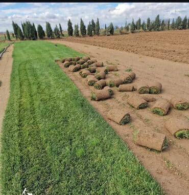 devedabani bitkisi: Rulon qazon – peşəkar şəkildə becərilmiş, sıx və vahid yaşıllıq — 3