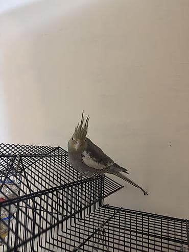 papuqay quş: AĞCABƏDİ RAYONU ÖZ YETİŞDİRDİYİMİZ BALALAR . ƏLƏ ÖYRƏŞMİŞ DİŞLƏMİRLƏR — 8