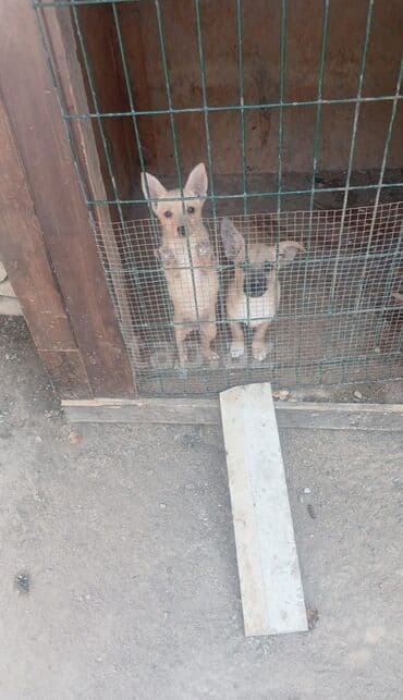 собаки в хорошие руки: Zvanok satlir cutu 100mdi cox ayig itldi 6 aylgdlar riyal alci narhat — 1