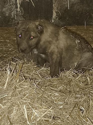 pulsuz heyvan: Erkey Qurtbasar — 2