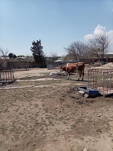 şvis inək: Südlük inək – 4 baş - Cins: qarışıq südlük (qara-ağ və ağ-qəhvəyi — 5