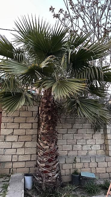ştil satışı: Washingtonia robusta (Washington növü) Palma ağacı satılır,real — 1