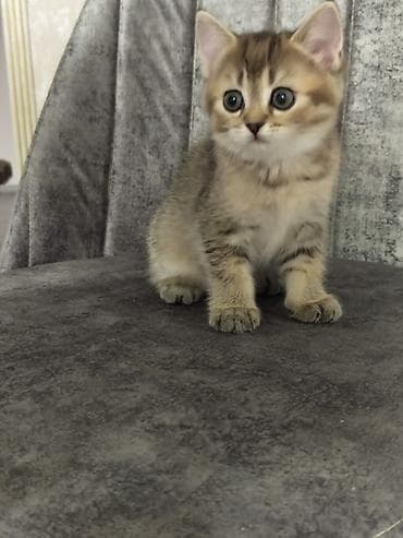 pişim: Britan — 7