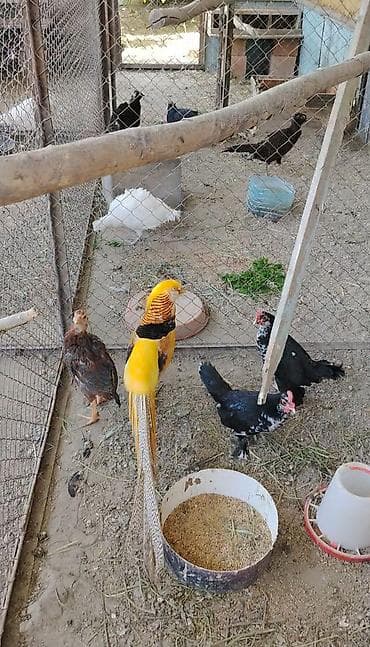 qaz və ordək: Limon qirqovul cutu 260 m.Cavandilar saglamdilar — 3
