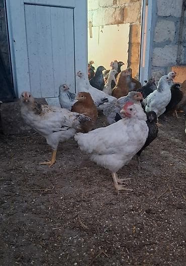 keci balasi satilir: Yerlı kent cucler 3 ay 10 gunluk — 2