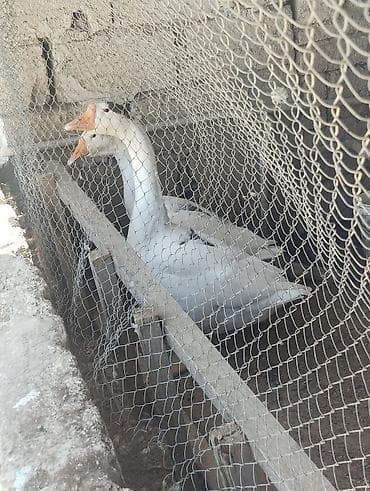 geref qus: Biri dişi biri erkey qazdır xəstəliyi heçnəyi yoxdur bular bala idilər — 1