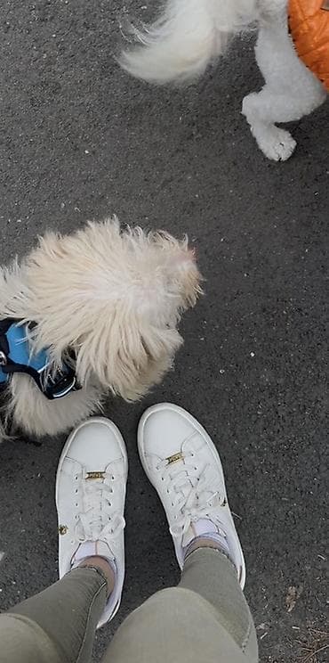 rottweiler satisi: Pudel, Erkek — 8