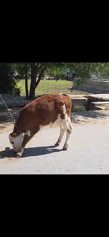 tagiyev qesebesi inek buzov: Cins: Qəhvəyi-ağ rəngdə, simmental tipli dana Növ: Erkək (şahkulu — 4