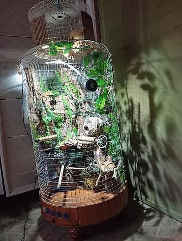 cex qus: Unikal şaquli terrarium/volyer – dekorativ ağac gövdəsi və təbii — 2