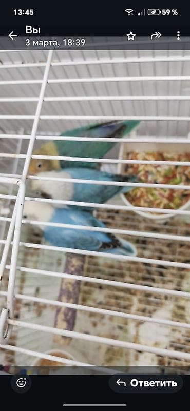 Quşlar: Məhsul: Ağızlı sevdaquşları (lovebird) – 3 ədəd Təsvir: - Rəng — 5