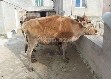 ev heyvanlari satisi: Dişi, Holsteyn, Simental, il: 4, 100 kq, Südlük, Ünvandan götürmə, Ödənişli çatdırılma — 3