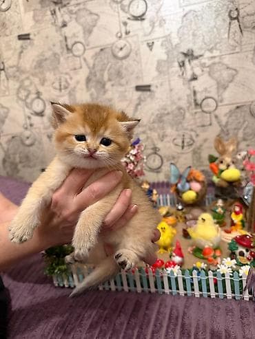 Sevimli balaca pişik balası - Cins: qısa tüklü, yumşaq, qalın örtüklü