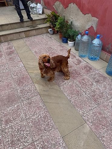 itlerin satsi: Koker spaniyel, 1 il, Erkek, Peyvəndli, Pulsuz çatdırılma, Ödənişli çatdırılma — 2