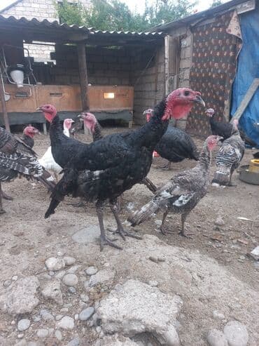 iribuynuzlu heyvanlarin qiymeti: Erkək, Amerika, Ətlik, Ödənişli çatdırılma — 2