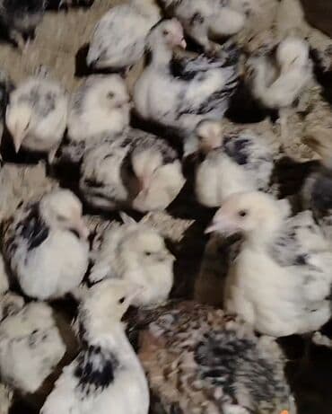 ordək cucəsi: Toyuq cücələri, Ətlik — 2