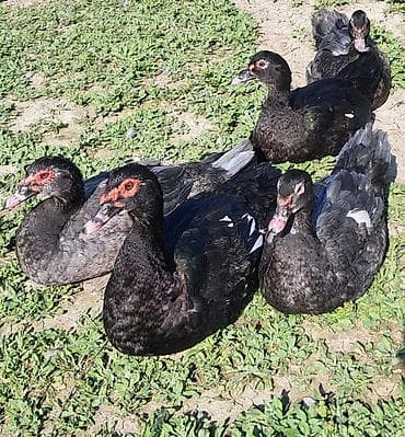 Erkək, Ətlik, Pulsuz çatdırılma