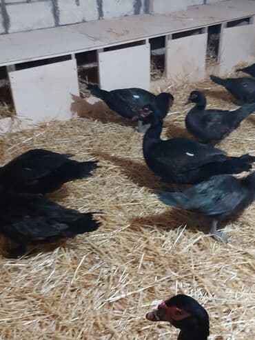 ördekler: Muscovy ördəkləri (ində balası) – müxtəlif rənglərdə sürü - Rənglər — 4