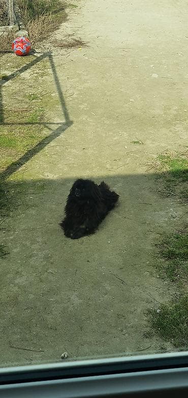 Pekines, 1 il, Erkek