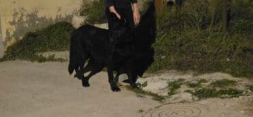 afçarka itləri: Endirim olacaq raboçi afçarka — 5