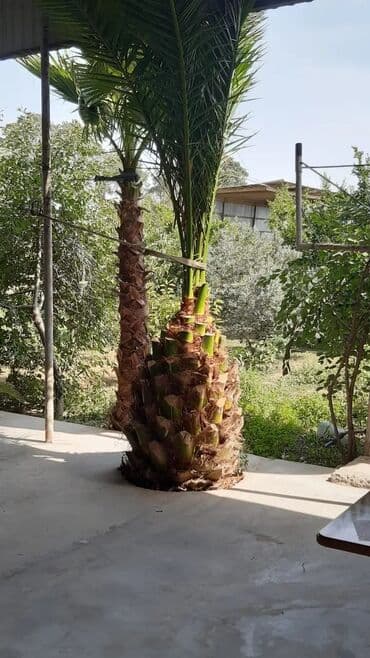 Bu palma ağacı tropik bir görünüşə malik olub, bağçanıza, həyətinizə