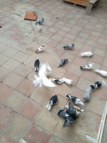 Ev göyərçinləri dəsti üst üstə beş manatdan tergizme opşu satılır 20