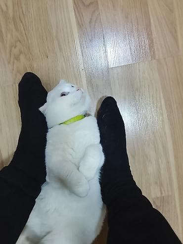 shotland pişiyi: Şotland yastı qulaq, Erkək — 3