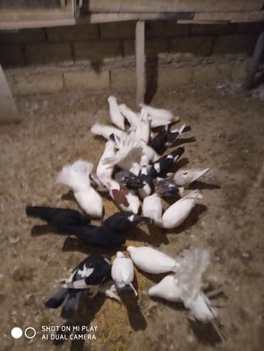 geref quşu: Super göyərçinlər bu yay 7-8 saat uçan Dəniz qırağında gecədən — 6