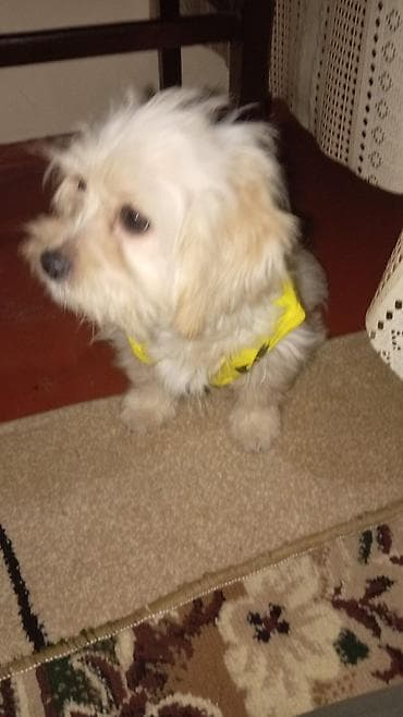 mini itler: Balaca, tüklü ev iti – kompakt ölçülü, açıq krem rəngli yumşaq xəz — 2