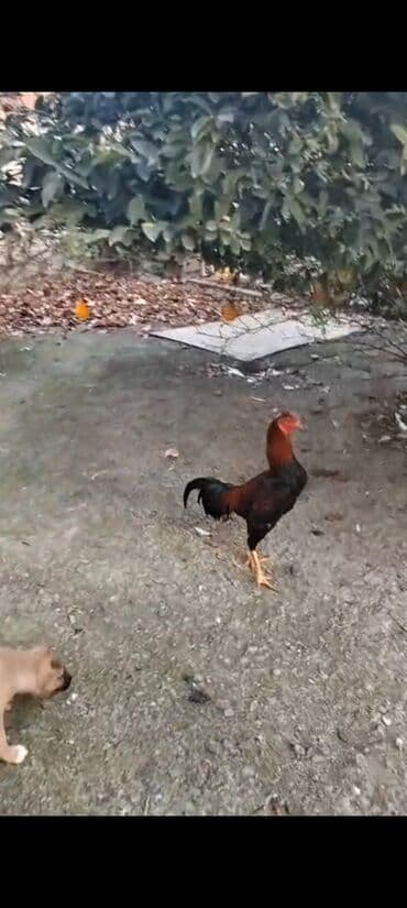 çoban iti haqqinda melumat: Produkt: Xoruz Təsvir: - Rəngləri parlaq və cəlbedici: bədəni — 3