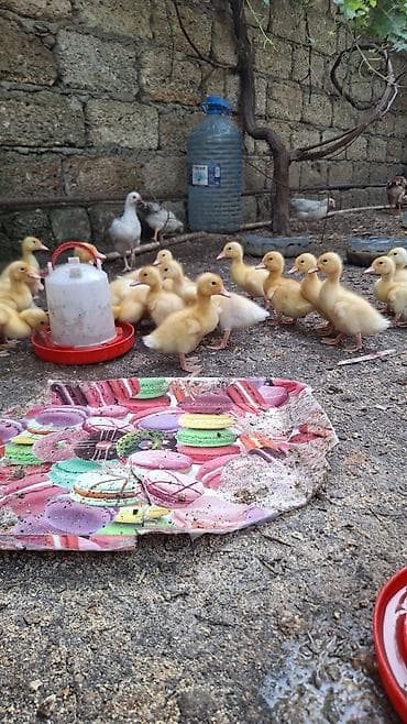 lal ördeyler: 27 ədəd Pekin ördəy balası hər biri sağlam vəzyətdədi ətliy və çox — 1