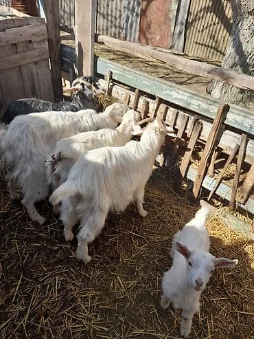 keci dərisi: Ana bala Məhsul təsviri: - Bir neçə dişi keçi və balaları (oğlaqlar) — 1