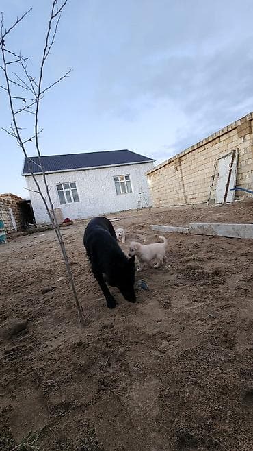 baki deniz kenari kiraye evler: Sea Breeze istirahet merkezine,aquaparka,lunaparka yaxin bag evi — 5