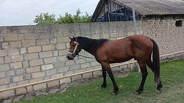 etlik inek cinsleri: Satılır: Qəhvəyi rəngdə at - Növ: Yük və minik üçün uyğun yerli at - — 1