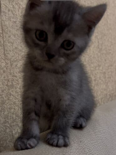 Temiz qan Oglandi 15.11.25 dogulub. Qum terbiyesi yeme oyredilib