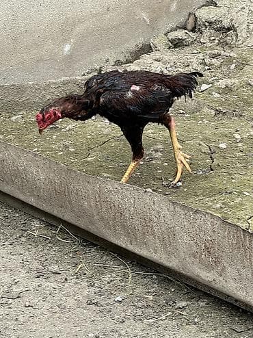 dana 2024: Xoruz, Heyratı, il: 1, Ünvandan götürmə, Ödənişli çatdırılma, Rayonlara çatdırılma — 2