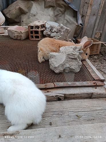 Üç dənə 30 günlük dovşan balaları Saglamdilar bağ şəraitində özüm