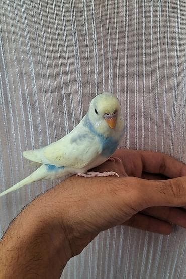 tap az quşlar: ​Özünüzə və ya övladınıza sadiq və rəngarəng dost axtarırsınızsa, bu — 2