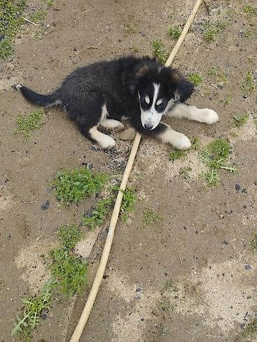 heyvan sahiblənmə: Koker spaniyel, 2 ay, Erkek, Cütləşmə üçün, Ödənişli çatdırılma — 3