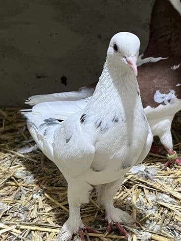 inək satılır binə: Salam gördüyünüz göyərçinlər satılır optovoy göyərçinlər top kimidi — 6
