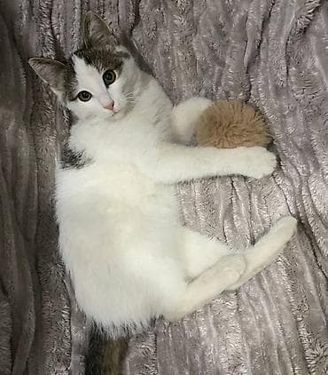 pisiy balasi: Erkək, Dişi, Yaxşı əllərə — 5