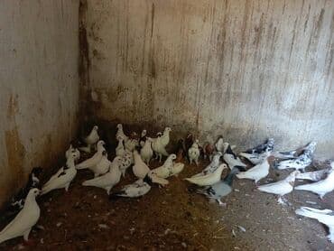 ineklerin satisi: 3 azn dən 20 azn ə kimi quş hamsı satılır ünvan bərdə boş bekar — 2