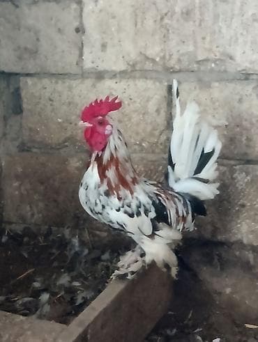 İtlər: Dekorativ xoruz 9 aylıqdı– cücəboy (bantam tipli), lələkləri — 2