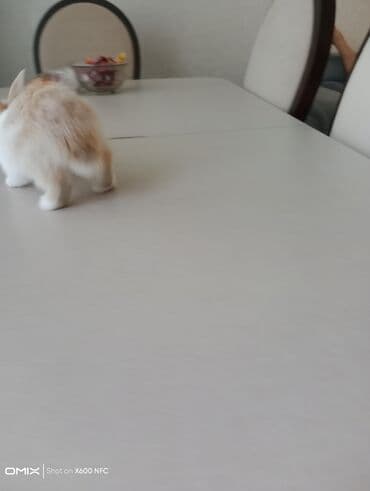 dovşan balasına nə deyirlər: Ev Heyvanı – Kiçik Dovşan - Növ: dekorativ dovşan (mini/oyuncaq — 2